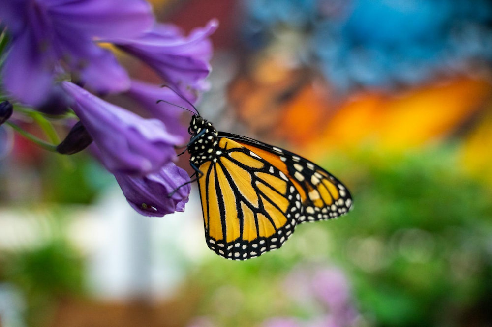 Emblemática exhibición de mariposas del Centro de Ciencias de Greensboro reabre sus puertas en mayo Greensboro Science Butterfly Exhibition